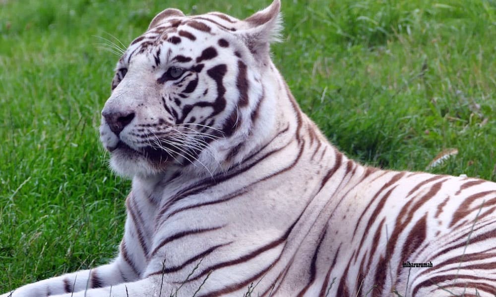 Arti-Mimpi-Harimau-Putih-Jinak-Benarkah-Pertanda-Baik