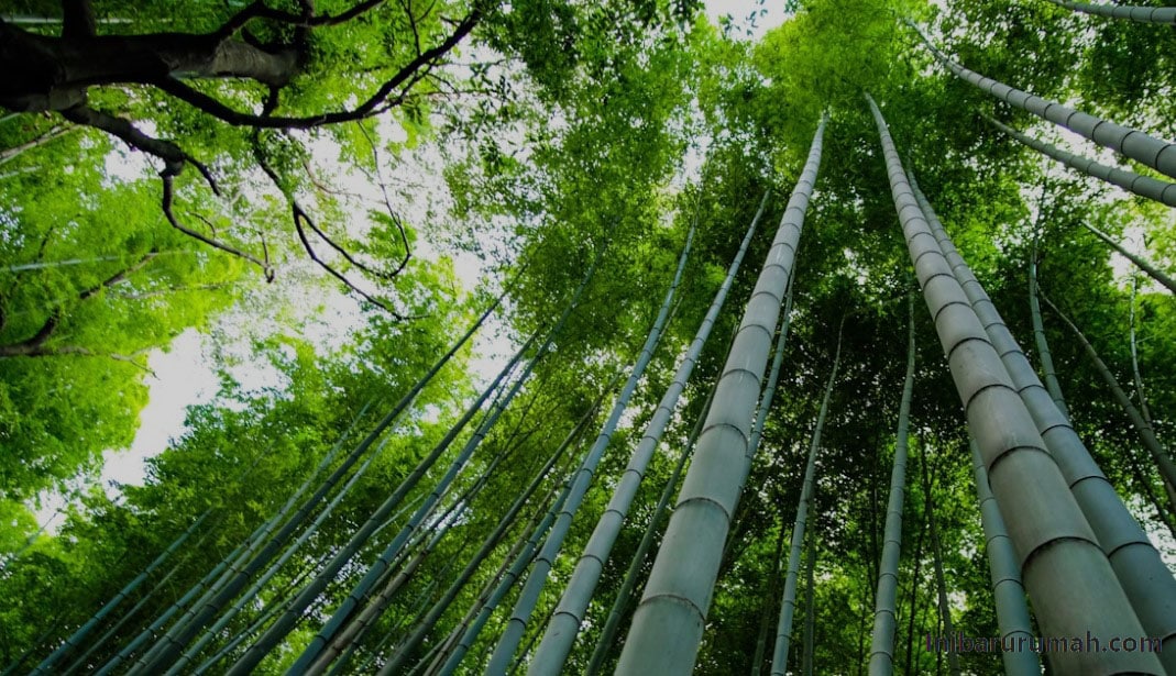 mimpi-pohon-bambu